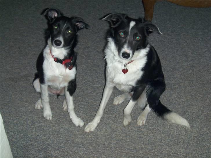 Blanding af racer Filuca - Nu er vi næsten lige store... billede 12