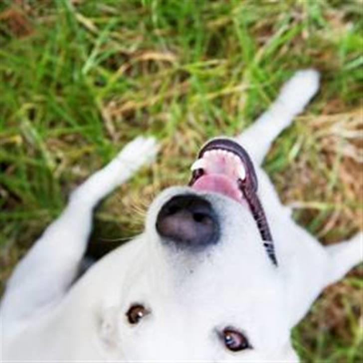 Hvid Schweizisk Hyrdehund Amica White 25.06.2013 - Sjove vinkler. billede 15