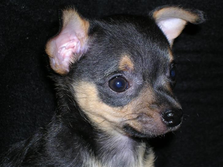 Chihuahua Chucky *R.I.P* billede 18