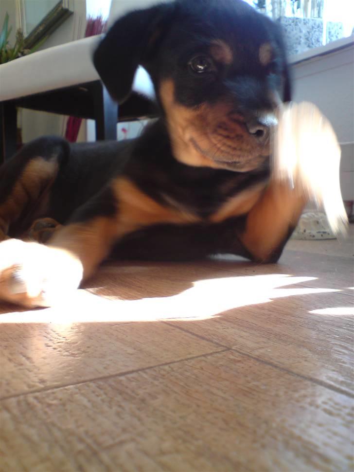 Rottweiler Sebo Junior billede 5