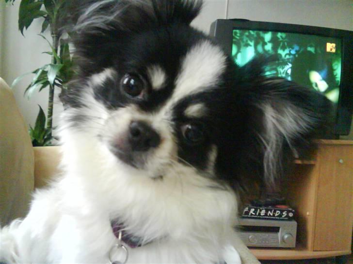 Chihuahua jacon billede 17