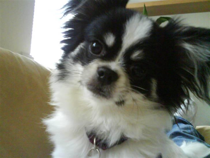 Chihuahua jacon billede 18