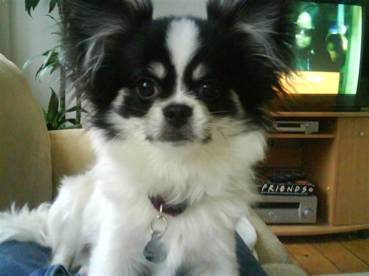 Chihuahua jacon billede 19