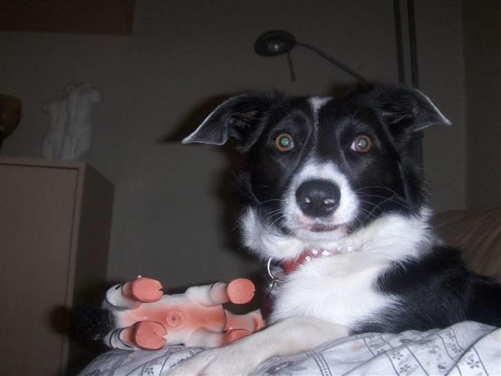 Blanding af racer Freja - Freja september 2007 billede 5