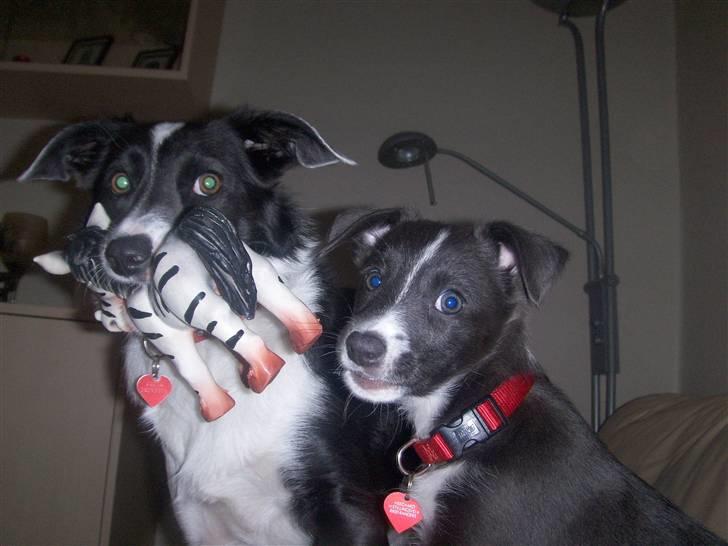 Blanding af racer Freja - Her er jeg med min lillesøster Filuca:-) billede 6