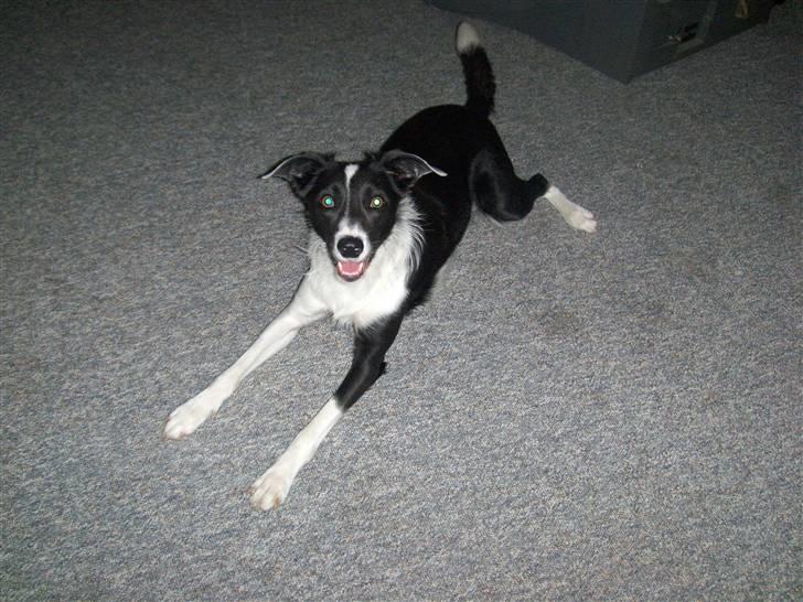 Blanding af racer Freja - " se lige mine lange ben!!!"  billede 7