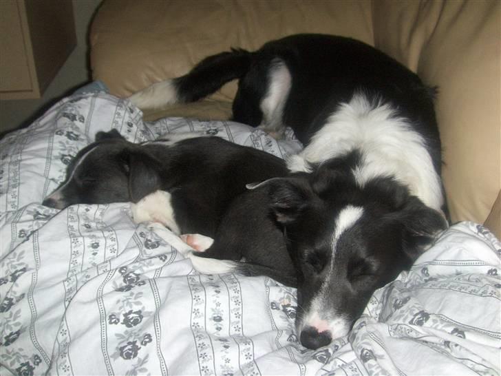 Blanding af racer Freja - åh det er så hyggeligt at putte med lillesøster billede 8