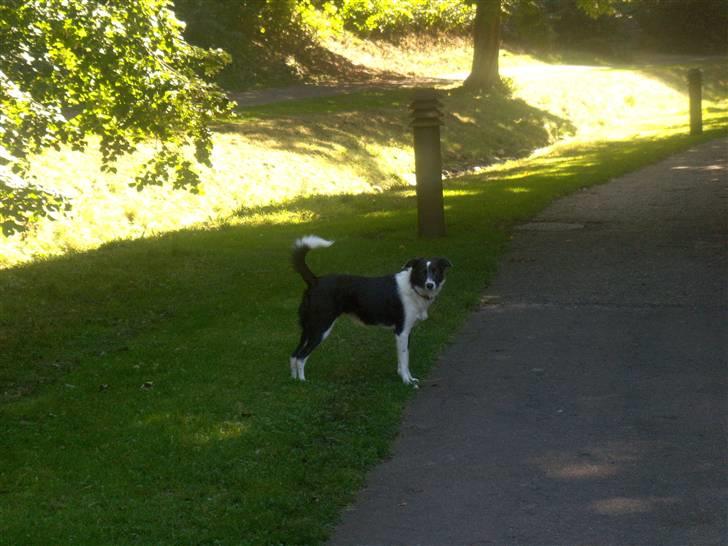 Blanding af racer Freja - Så smuk en pige:-) billede 9