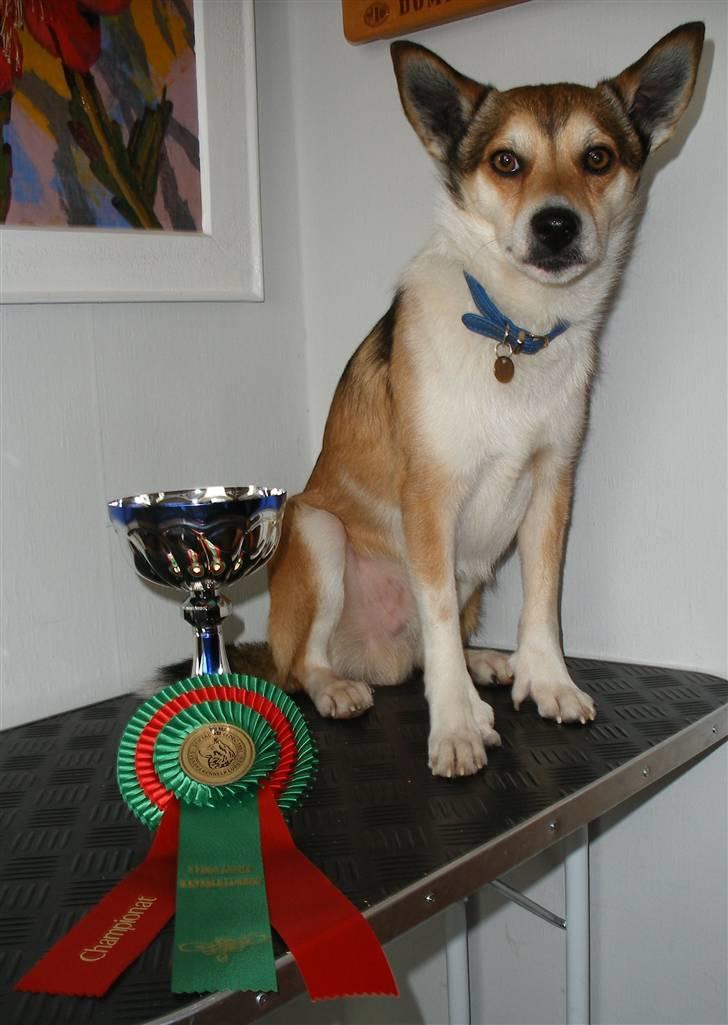 Norsk lundehund Løvheims Forseti / Fossi 4.3.05 - 13.1.14 - Svensk Champion , Marts 2008 billede 17