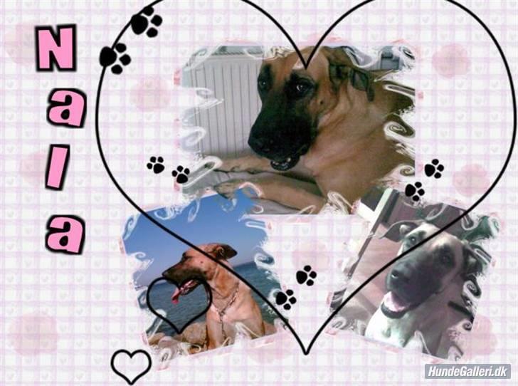 Blanding af racer Nala billede 10