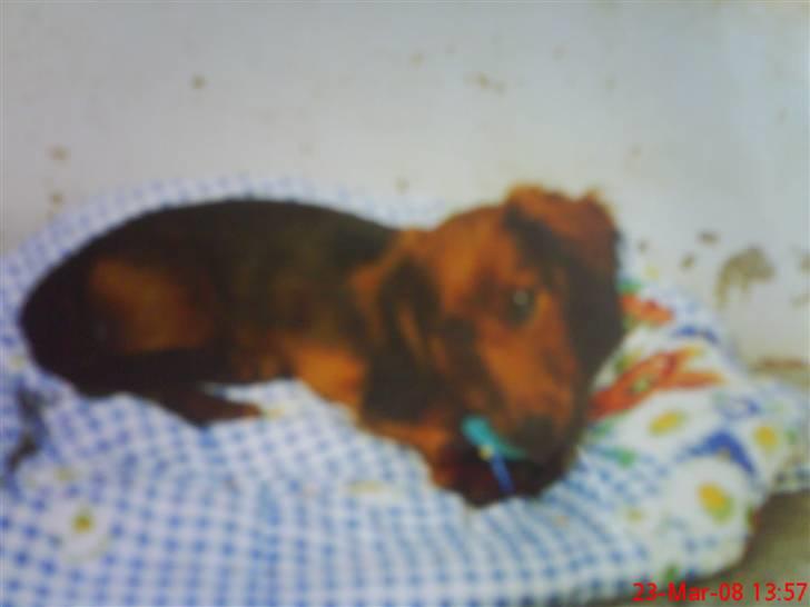 Gravhund chita billede 16