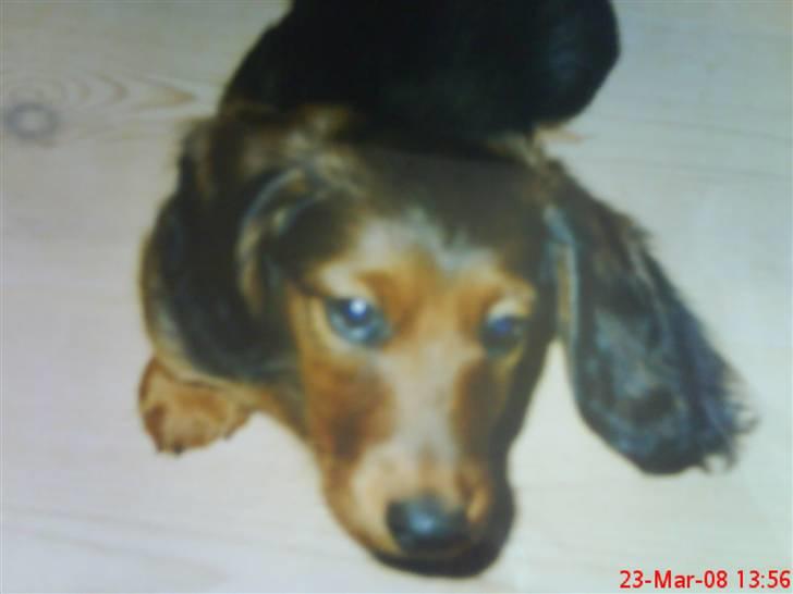 Gravhund chita billede 17