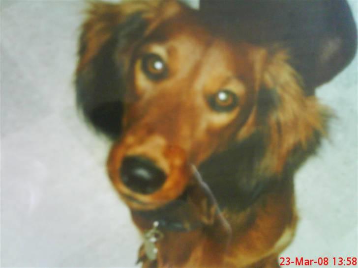 Gravhund chita billede 18