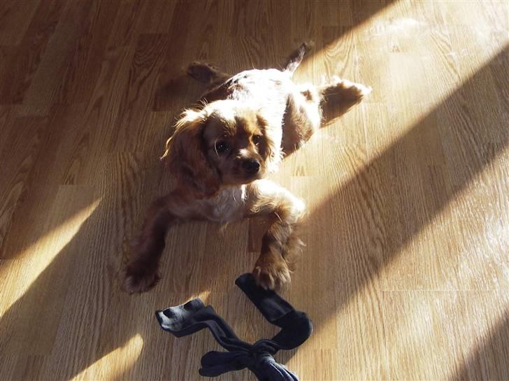 Cavalier king charles spaniel Kikki - Jeg eeeeeeelsker bare at ligge i solen. billede 8