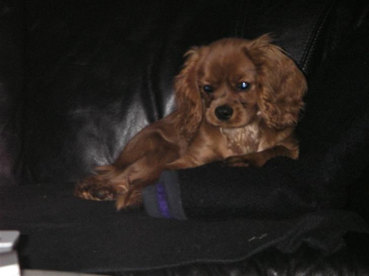 Cavalier king charles spaniel Kikki billede 9