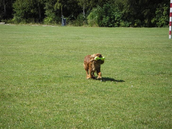Cavalier king charles spaniel Kikki - prøv lige at se hvor hurtig jeg er. billede 10