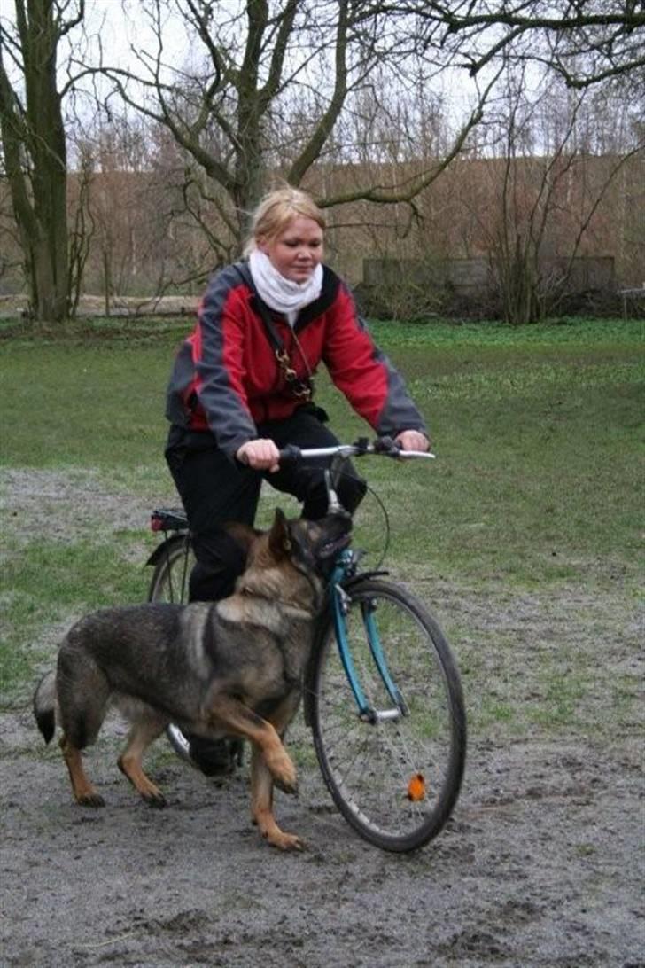 Schæferhund Hedegård's Honney - Lokal Unghunde Konk. Cykeløvelse. billede 5