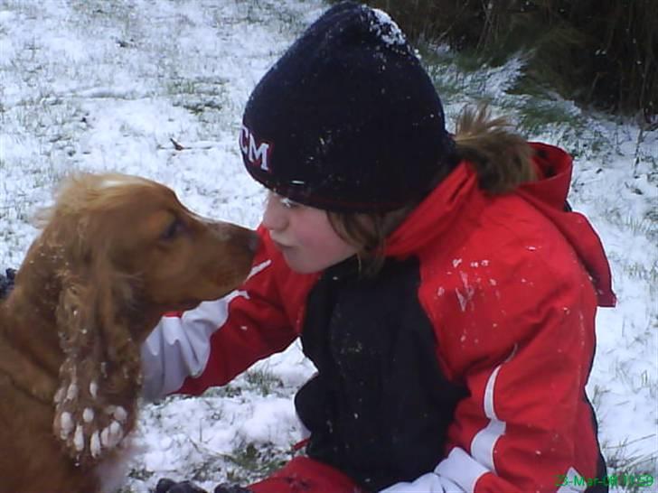 Cocker spaniel Sisse  - sisse du skal have et kys fordi jeg elsker dig så højt :=) billede 12