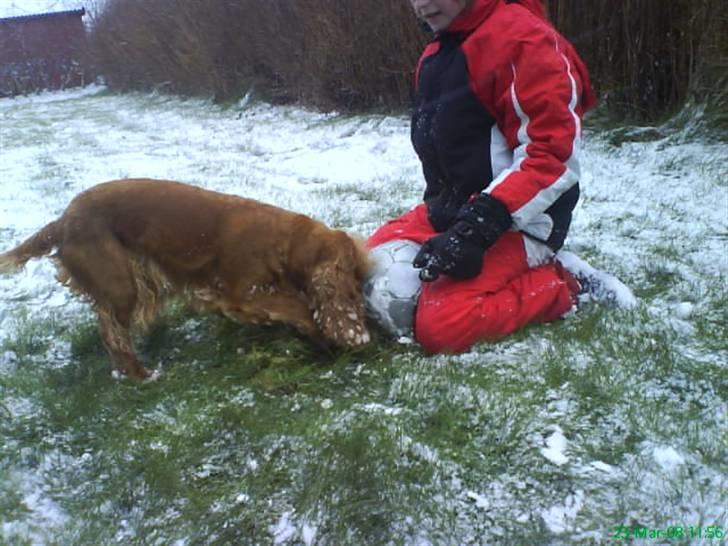 Cocker spaniel Sisse  - Sara jeg kan ikke få bolden. billede 13