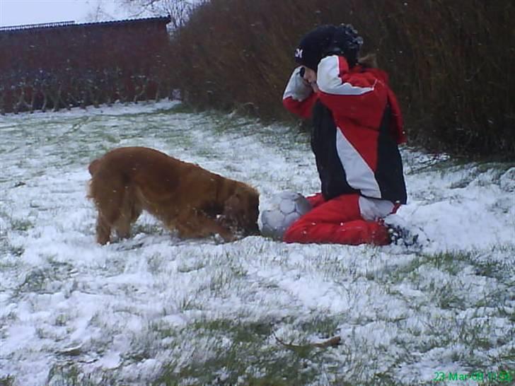 Cocker spaniel Sisse  - Sara gi mig nu den:) billede 14
