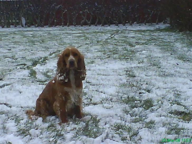 Cocker spaniel Sisse  - Se jeg elsker sne:=) billede 15