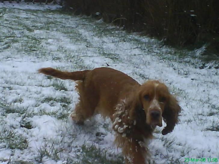 Cocker spaniel Sisse  - Nu går jeg min vej billede 16