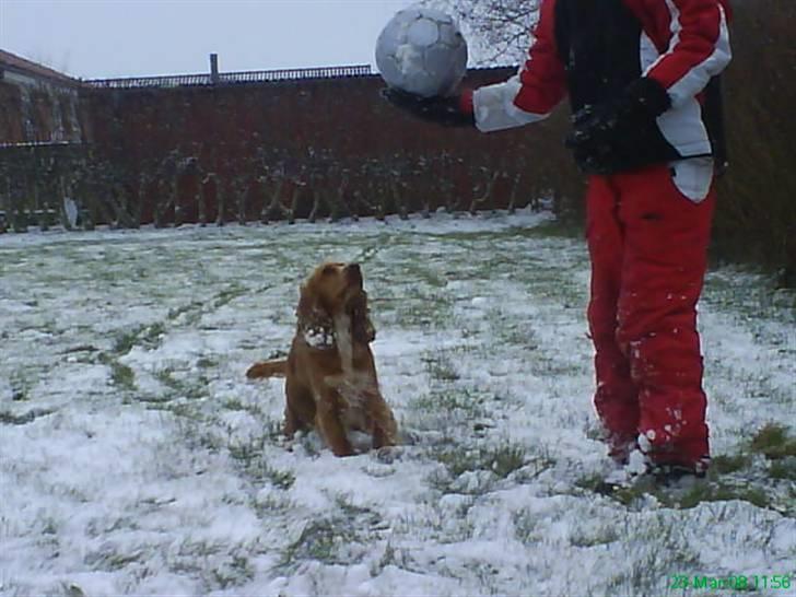 Cocker spaniel Sisse  - Sara skal jeg hoppe så højt bare for at få den boldt. billede 17