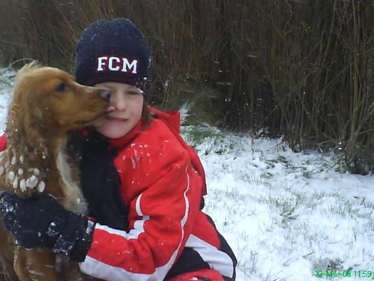 Cocker spaniel Sisse  - Sara jeg elsker også dig. billede 18