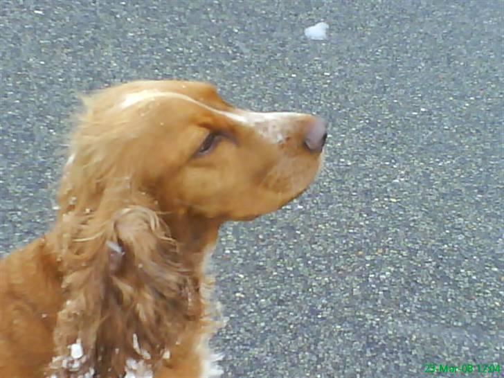 Cocker spaniel Sisse  - sara nu kikker jeg væk. billede 19