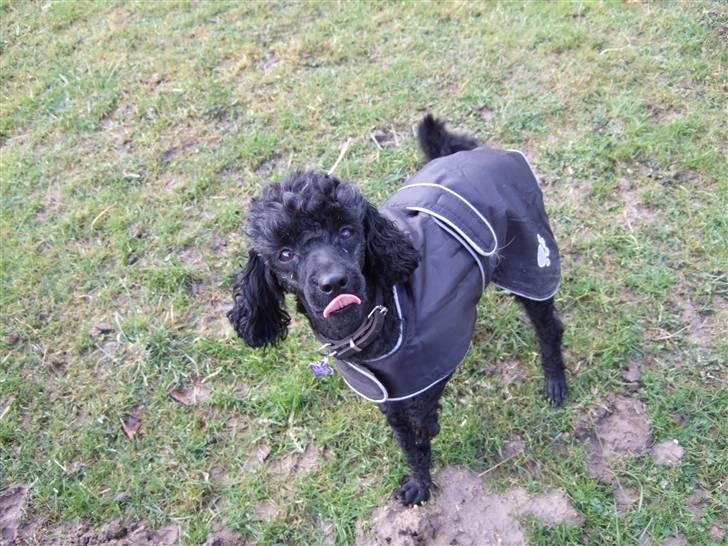 Dværgpuddel Max - Uhh, det er koldt! :) Foto: Lærke Akita Dalmose. billede 15