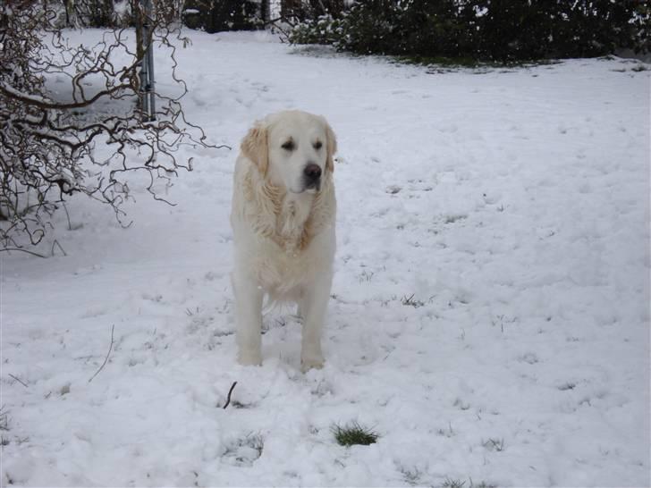 Golden retriever Charlie billede 9