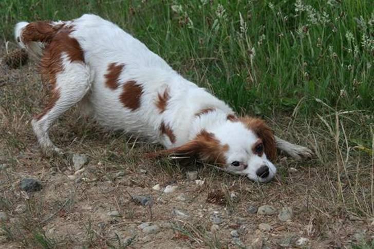 Cavalier king charles spaniel Pipi - Hmmm... billede 13