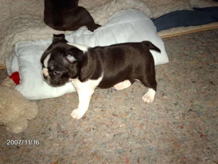 Boston terrier Luna billede 1