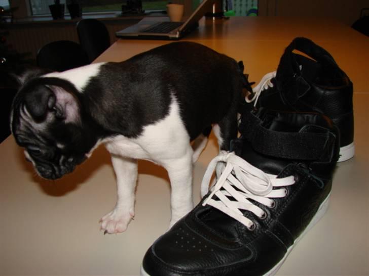 Boston terrier Luna - her er jeg 10 uger billede 2