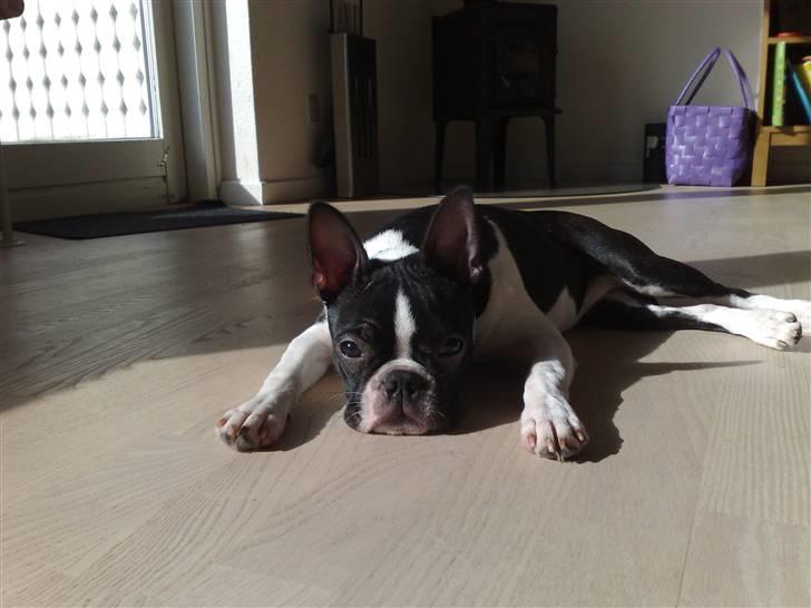 Boston terrier Luna billede 3