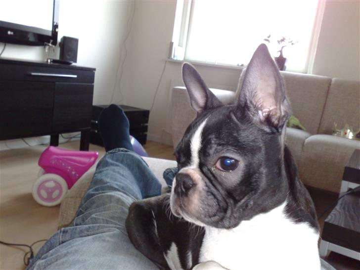 Boston terrier Luna billede 4