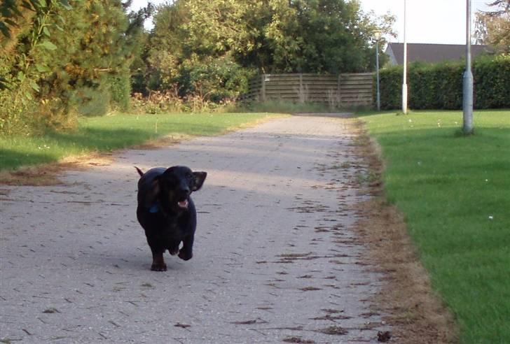 Gravhund Manse - i fuld firspring under indkald. billede 16