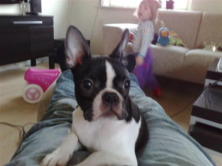 Boston terrier Luna billede 5