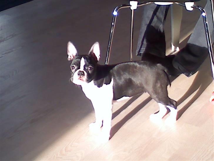 Boston terrier Luna billede 6