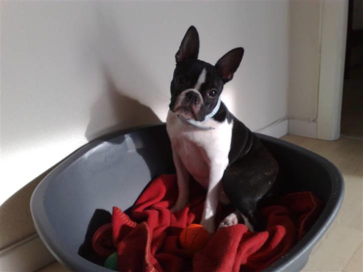 Boston terrier Luna billede 7