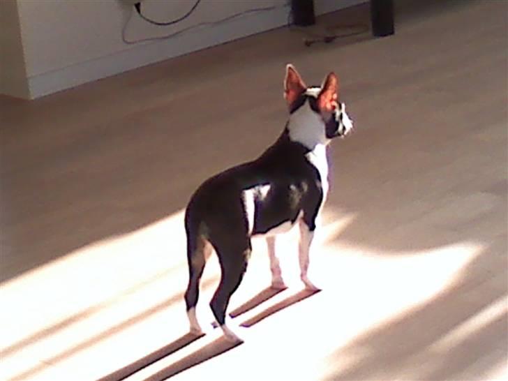 Boston terrier Luna billede 8
