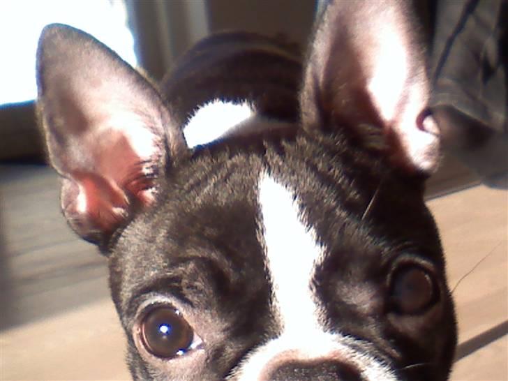 Boston terrier Luna - hej..   nu er jeg 6 mdr. billede 9