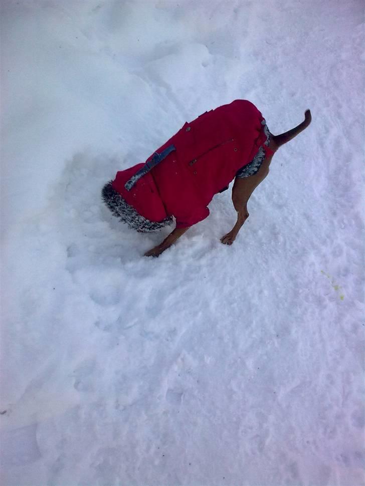 Dvaergpinscher Mia Maya aka.mejse sejse - kan i gætte hvem jeg er ????. billede 1