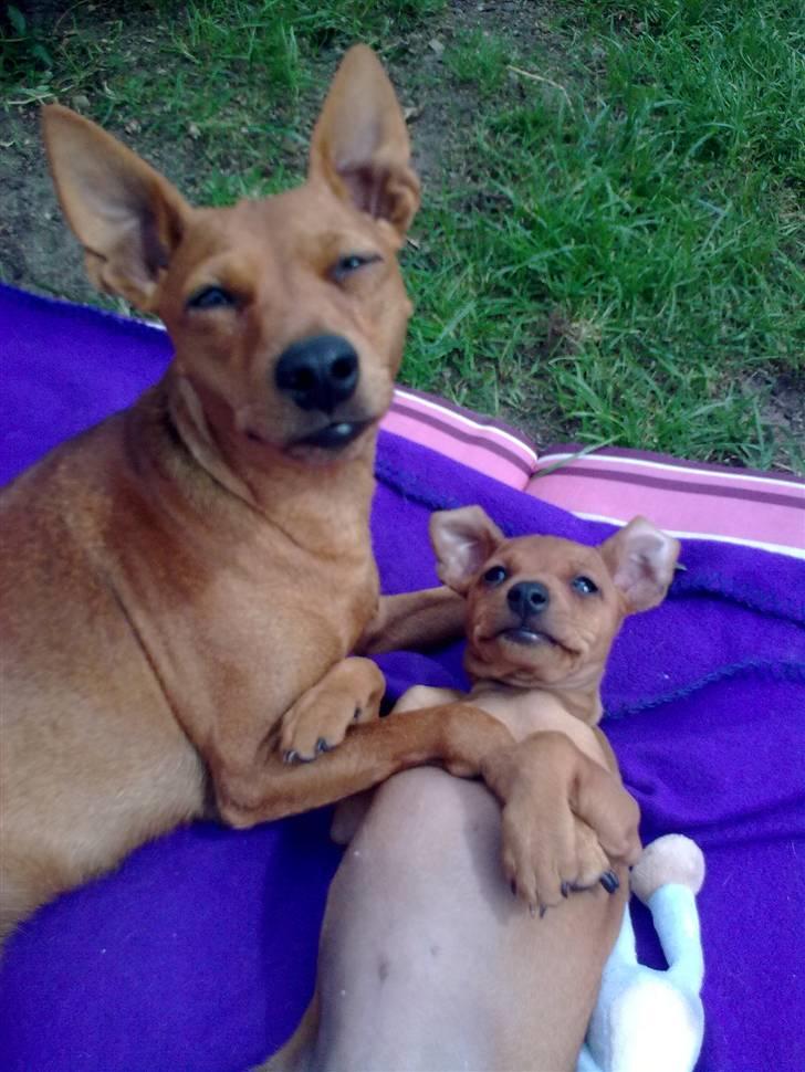 Dvaergpinscher Mia Maya aka.mejse sejse - maya hygger med en af sine hvalpe billede 2