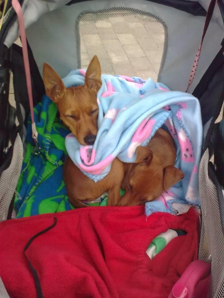 Dvaergpinscher Mia Maya aka.mejse sejse - maya og hendes hvalp rumle tager middagslur i klapvognen udenfor billede 3