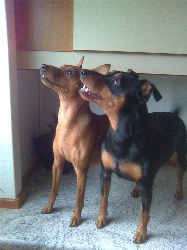 Dvaergpinscher Mia Maya aka.mejse sejse - mig og micki på køkken bordet pipserne sidder i vinduet billede 4