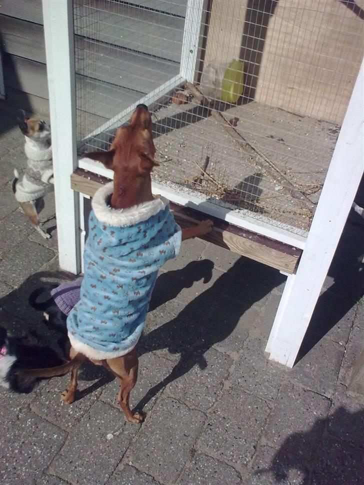 Dvaergpinscher Mia Maya aka.mejse sejse - løft mig op mor så jeg kan se de pip fugle billede 5