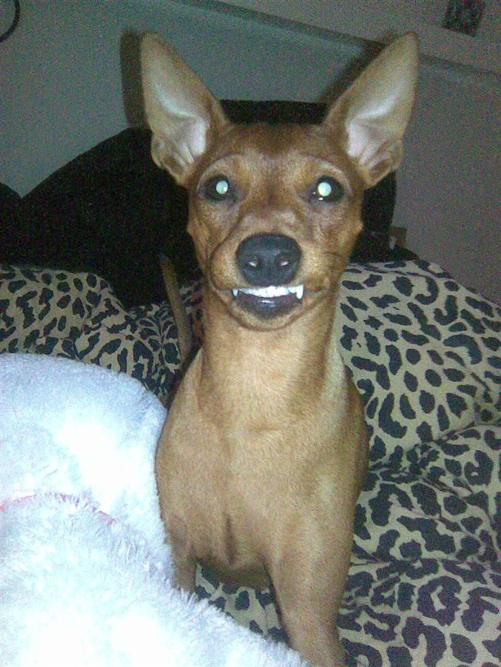 Dvaergpinscher Mia Maya aka.mejse sejse - se jeg kan smile... he he billede 6