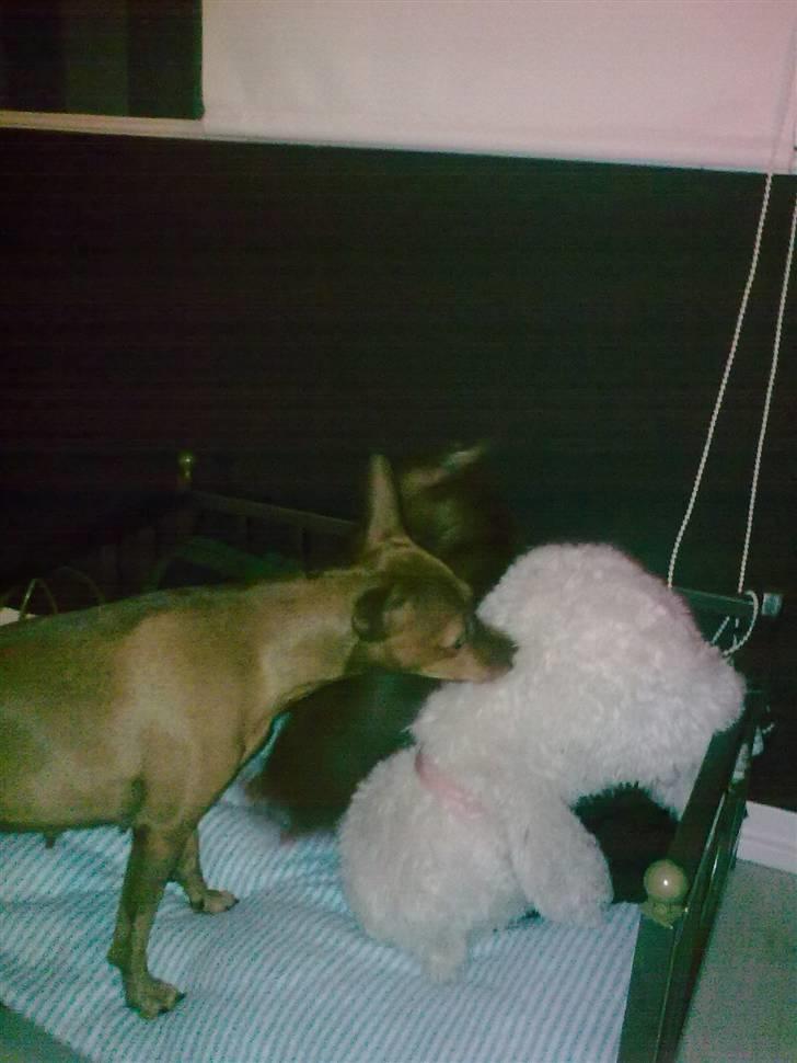 Dvaergpinscher Mia Maya aka.mejse sejse - maya s elskede bamse som hun hopper på he he billede 7