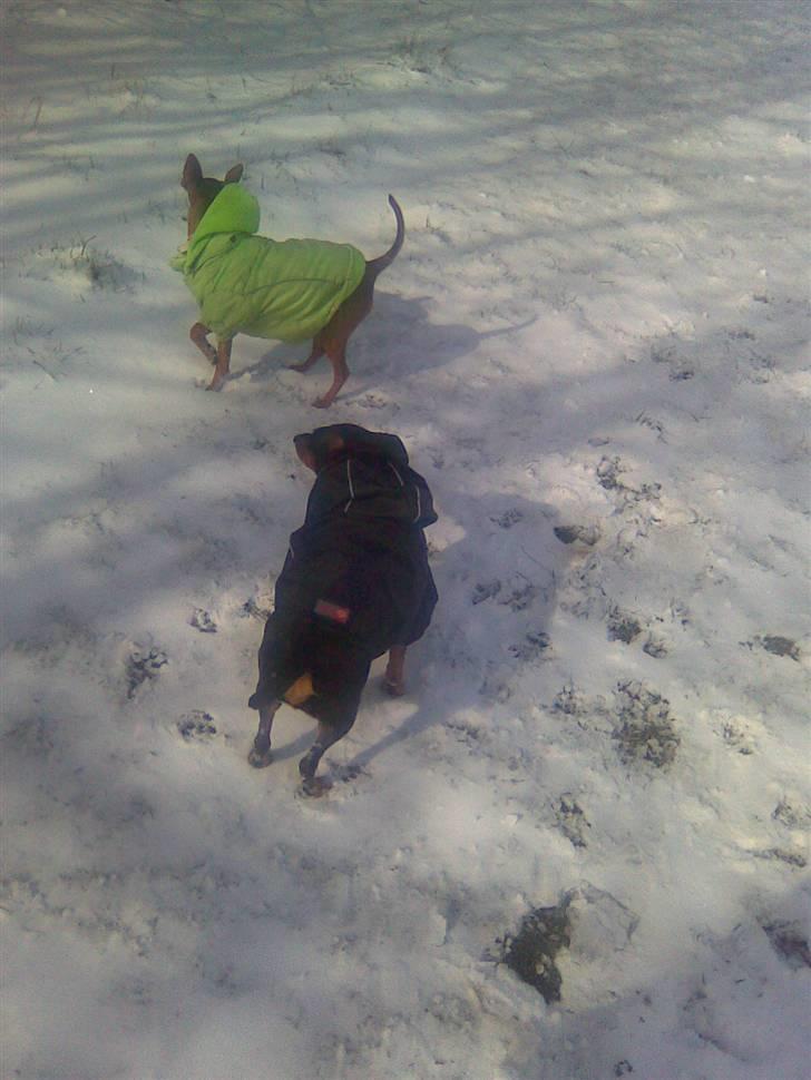 Dvaergpinscher Mia Maya aka.mejse sejse - mor siger det er sne jubii det sjovt... billede 8